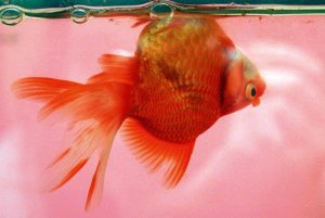 Upside down goldfish